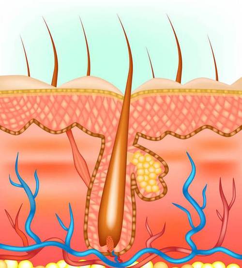 发泌生（iPS生发）